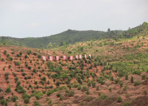 油茶基地