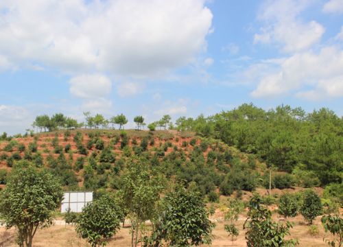 油茶基地