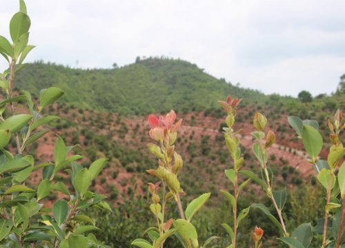 油茶基地