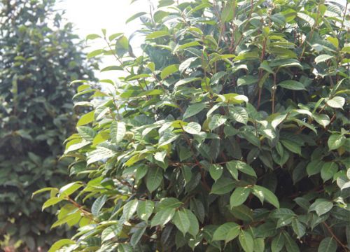 红花茶树