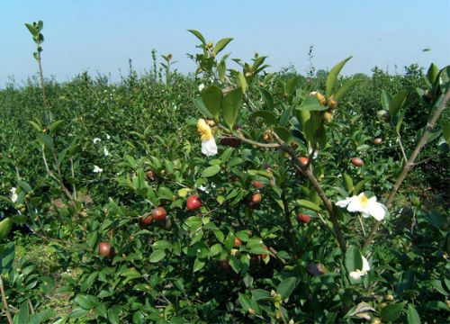 茶花茶籽