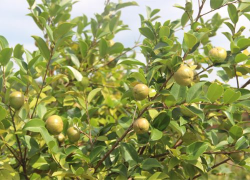 茶树特写